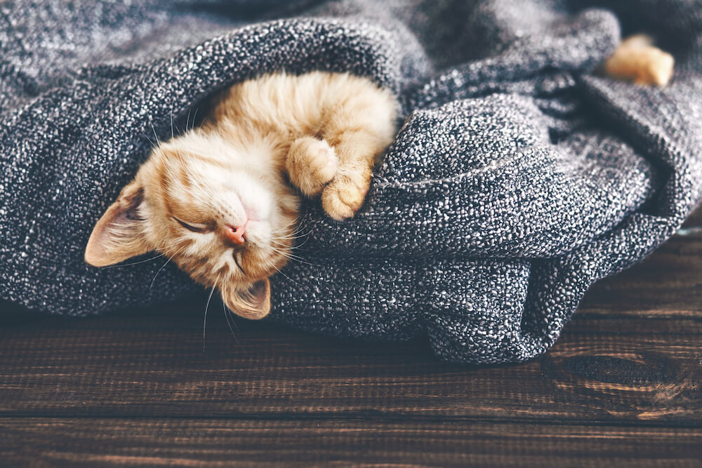 gato mascota