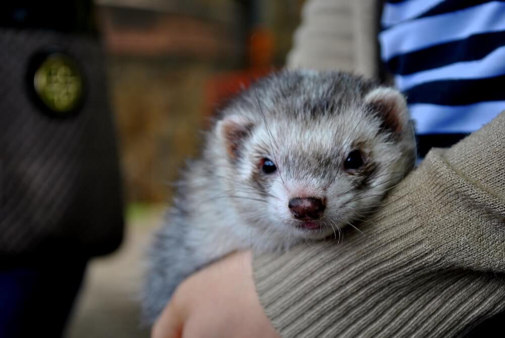 hurón mascota