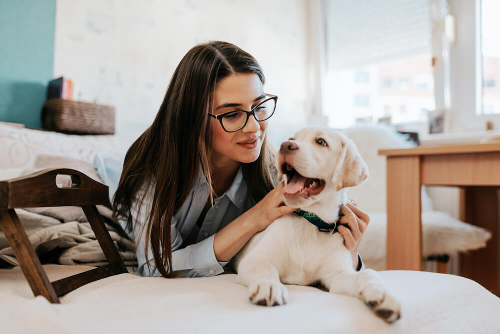 perro mascota