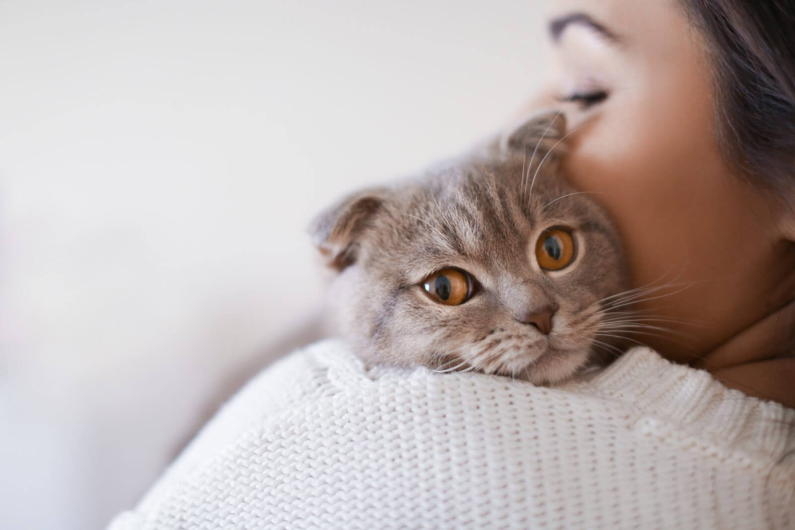 gato doméstico