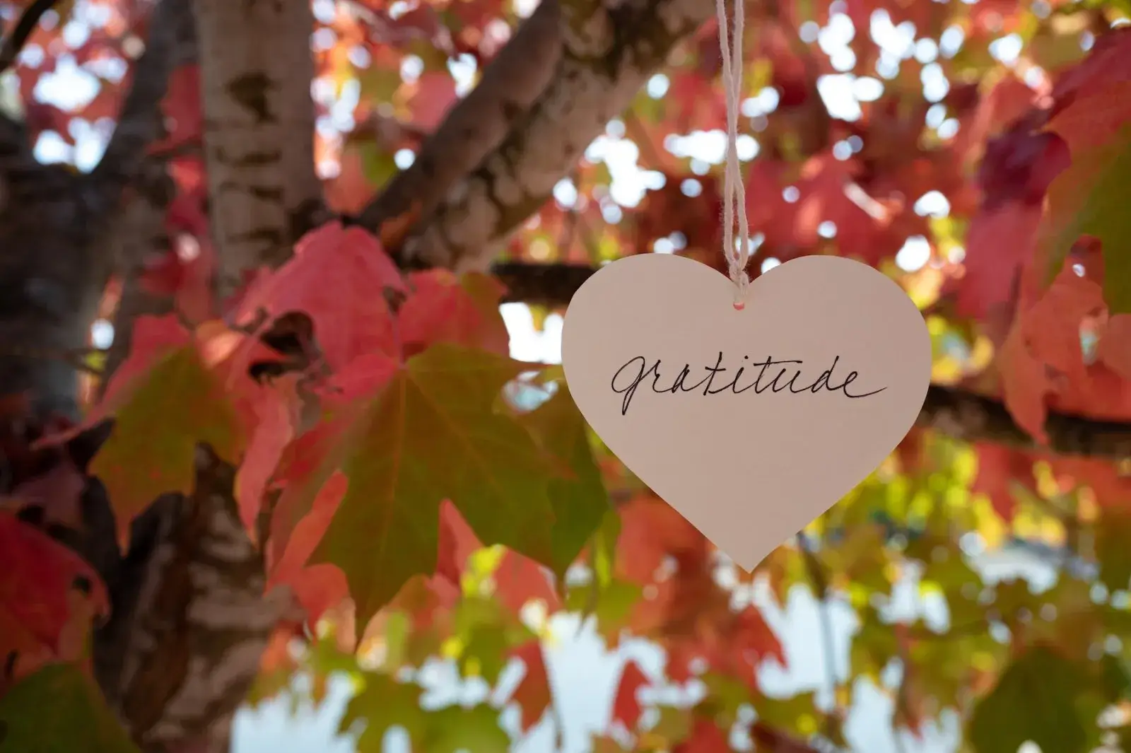 gratitud